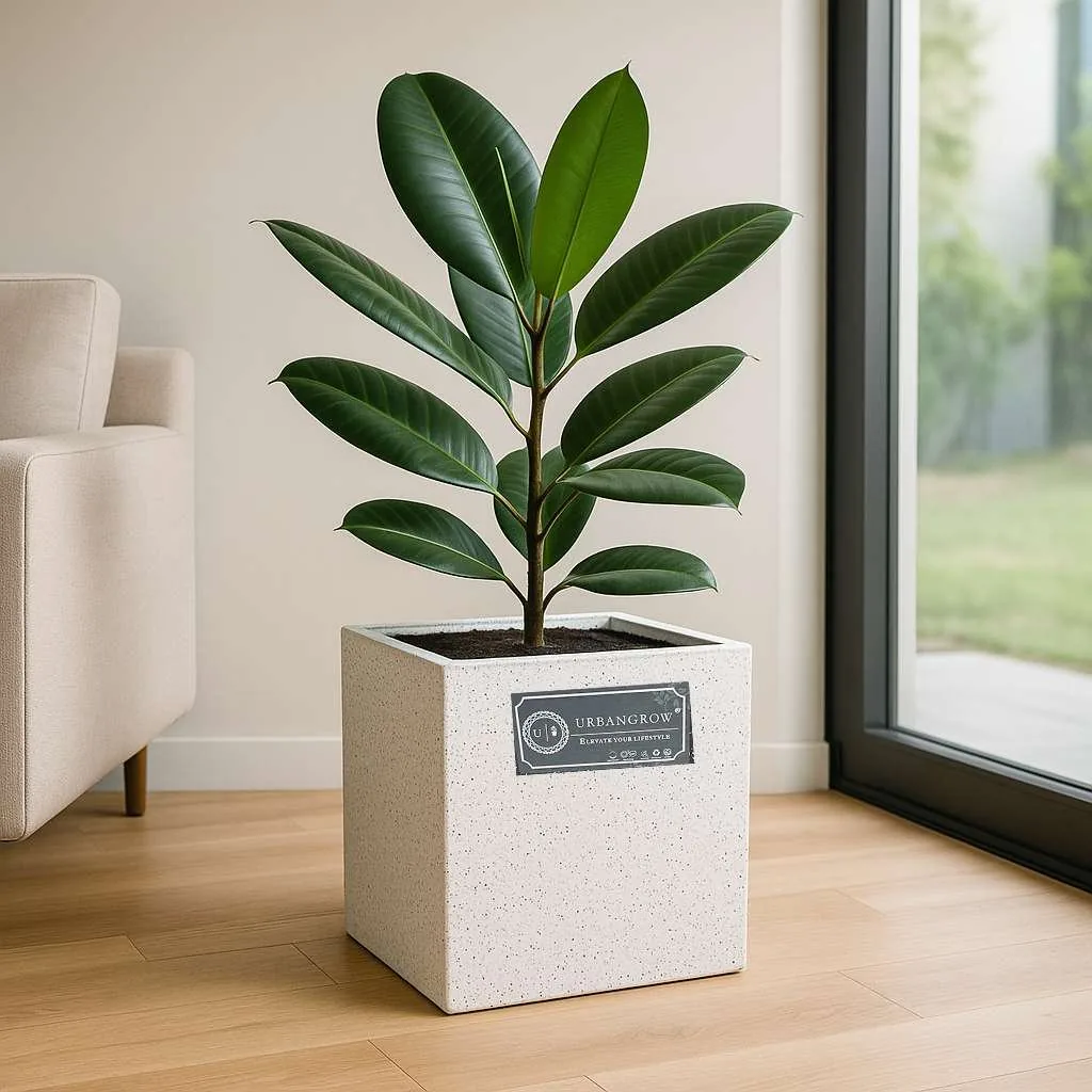 Cubicis Pots by Grow Green Planters