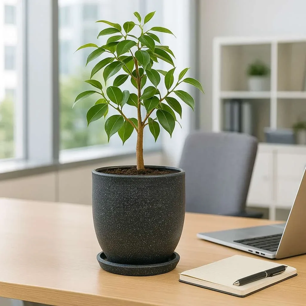 Urban Grow planter in an office