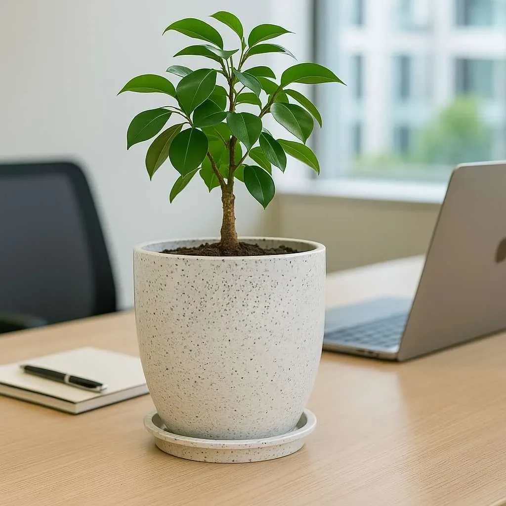 Urban Grow planter on a desk